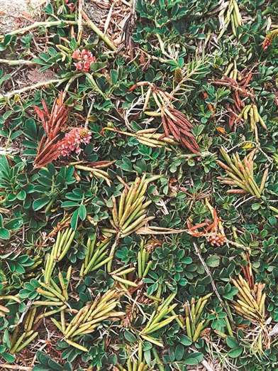 草地尖兵,穗花木蓝
