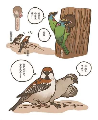 山麻雀择洞巢繁殖