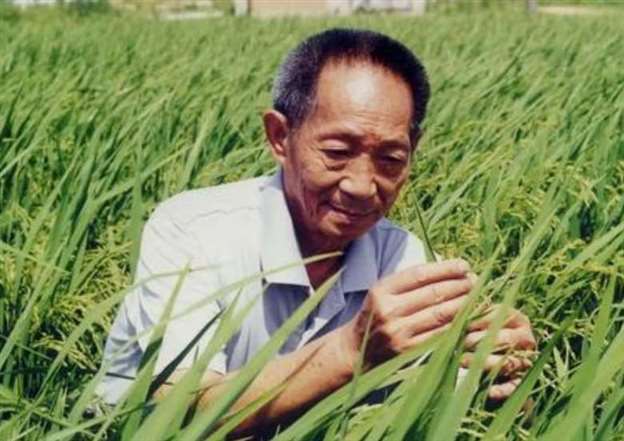 中国杂交水稻之父是谁