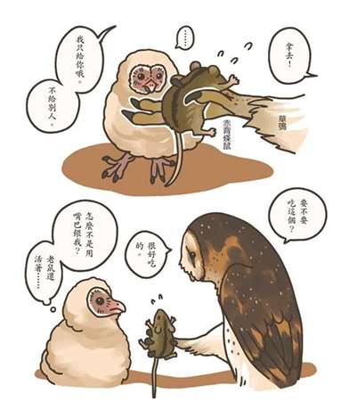 草丛里的小苹果东方草鸮