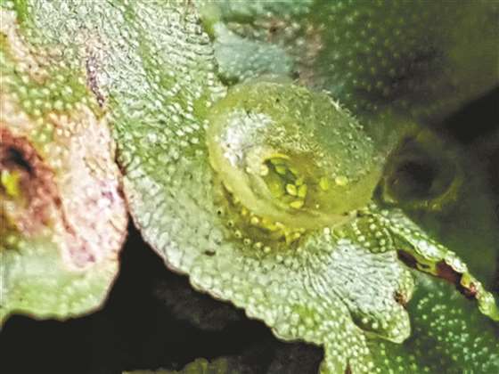 藓类植物浅刻地钱,迷人又可爱