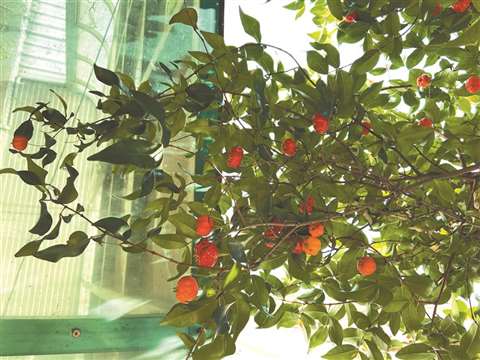 扁樱桃木 好鸟啾啾声