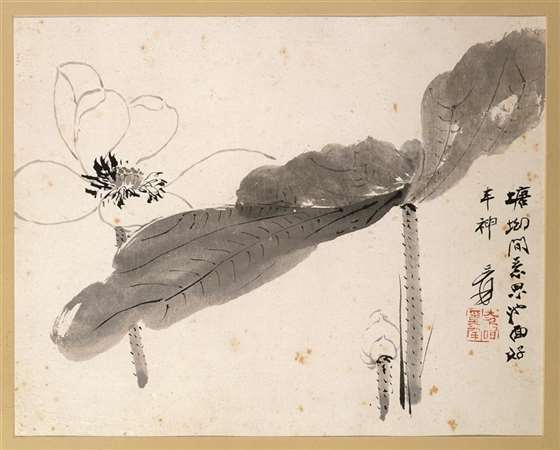 史博馆的荷花缘