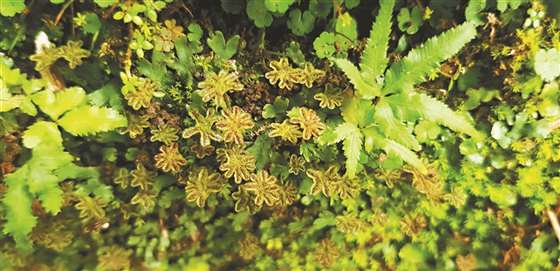 藓类植物浅刻地钱,迷人又可爱